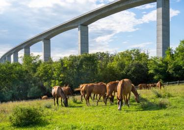 Mehrere braune Pferde auf einer grünen Wiese, über die eine Brücke führt