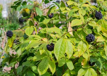 Pflanze mit grünen Blättern und schwarzen Beeren