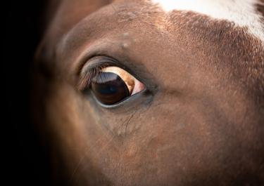 Auge eines braunen Pferdekopfes mit weißer Blässe in Nahaufnahme