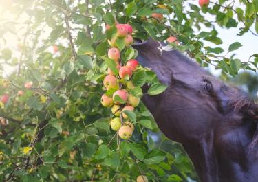 Ein dunkles Pferd frisst Äpfel von einem Apfelbaum
