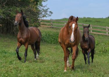 Drei braune Pferde auf einer grünen Wiese mit Holzzaun im Hintergrund